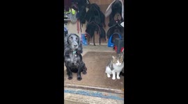 Dog and cat shelter from the rain in the stable's tack room. Neither one wanted to look at the other.