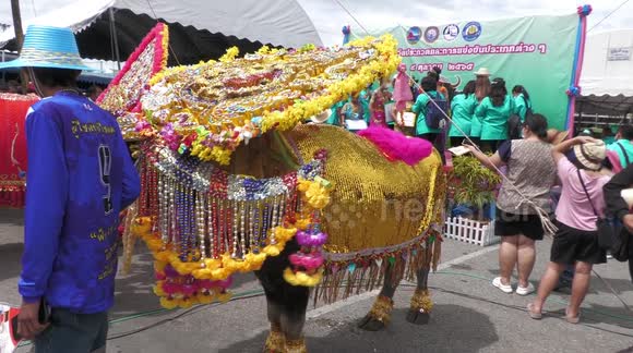 Decorated water buffaloes compete in Thailand's Miss Buffalo Beauty contest