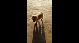 He was just 2 months old dog and the cat is of 1 year old. He rans upto me and everytime I sit on a stool and plays with me. My cat gets jealous and tries to disturb the puppy.