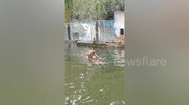 Monkey at Chinese zoo paddles across water whilst balancing on raft