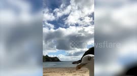 Seagull's hilarious beach 'selfie' goes viral