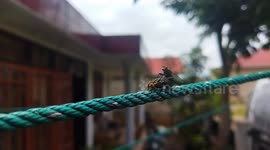 the process of reproduction of flies to continue offspring