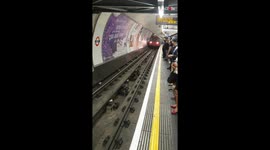 Fox on the rails forces train to slow down *Odd Start to a Day*