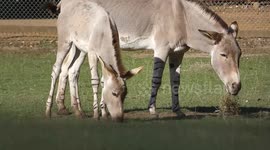 See these two Critically endangered Somali wild as foals enjoying the autumn sunshine & feed with mum & dad.