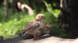 Three adorable chickens relaxing on a small free range poultry farm in Thailand.