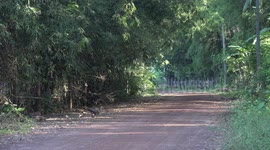 Mother hen and baby chickens on a quiet rural road, are almost run over by a motorcycle.