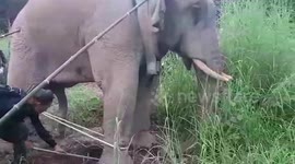 Rescuers remove metal nail embedded in injured wild elephant's foot in Thailand