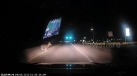 Wild antelope dashes into the path of an oncoming car