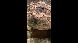 Met this charming snapping turtle at the ecomuseum Montreal Canada and fell in love