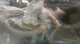 Terripins swim around the water tank enclosure house together in a group