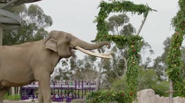 Joyous 50th birthday celebration for amazing zoo elephant