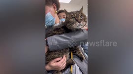 23岁猫咪被众人围观一脸淡定