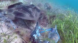 Pair of crabs defend their meal from massive manta ray by snapping at it with their claws