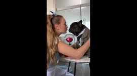 CUTE! Woman recreates 'Beauty and the Beast' scenes with her French bulldog