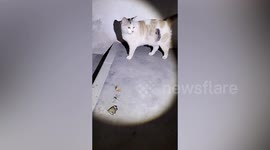 Stray cat keeps bringing insects to woman who saved it months ago