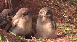 Baby owls in Parque de Sao Paulo, Brazil