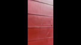 Note missing left hind leg