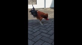 Bizarre moment chicken does forward rolls as music plays