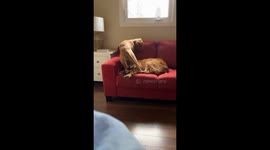 Golden retriever sat on the muzzle of his sleeping friend!