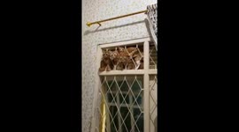 Weird moment cats sit crammed behind window bars with wide-open eyes