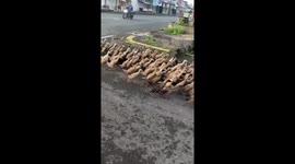 Gang of geese cross the road