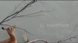 Antelope escapes TWO crocodile attacks after getting stranded on riverbank