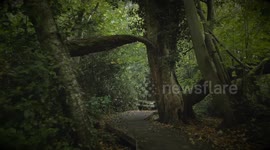 Creepy! Ancient woodlands that inspired a young J.R.R. Tolkien’s Middle-earth in 'The Lord of the Rings'