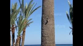 Monstrous Cypriot  Lizard clinging to a tree.  Biggest one I’ve ever seen!