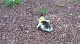 A chicken tries to help a little duckling that has his food trapped by a snail.
