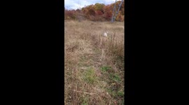 Cute Pup Gets Zoomies Outside