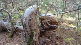 Pareidolia in the forest. A tree looks like an eagle with a giant ball.