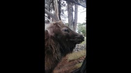 Sambar deer looking for food at hohortan plans