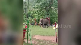Elephant tries to play with tyre swings at park in northeastern India