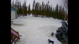 Massive moose charges toward homeowner and his 2 dogs outside front door