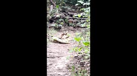 Fighting rattlesnakes block dog walker's path as they wrap around each other