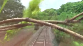 Terrified tourists shriek in fear when fallen tree smashes train in Japan