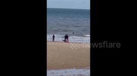 Orca dies after becoming stranded on beach in the Netherlands