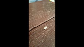 Boys react to a STRONG stink bug flipping himself while crawling