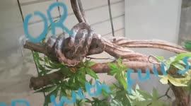 Amazon Tree Boa constrictor Snake was resting on the bush tree trunk