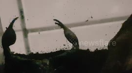 Malaysian black Forest Scopion moves about it's house enclosure