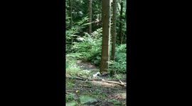 'Team Work' five adorable dogs run forward while holding small stick together