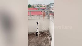 Concerned cat stops feline friend from jumping down building