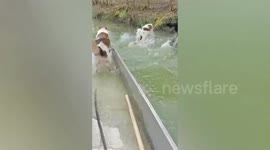 Impatient pet dogs jump off boat so they can start playing