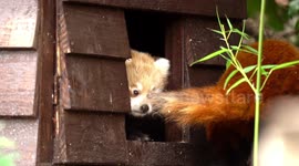 'Miracle baby' Red Panda takes its first steps outside
