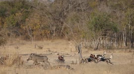 Brave warthog fights off wild dogs