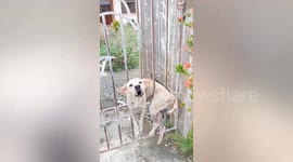 Stray dog stuck in bars of metal gate rescued