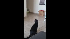 Bruce the cat doing cat stuff - He loves to catch flies