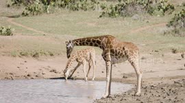 Spinal Injuries Can Be Tough But This Brave Kangaroo Handles It Like a Champ