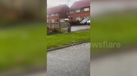 Bizarre moment a WALLABY is filmed hopping down a street in Gateshead