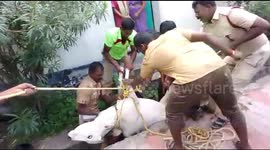A calf tried to attack the rescuers who pulled it out from the storm water in South India